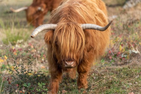 Highland cattle in a pasture in autumn in France