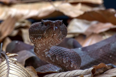 Flat nose pit viper hiding inside a leaves