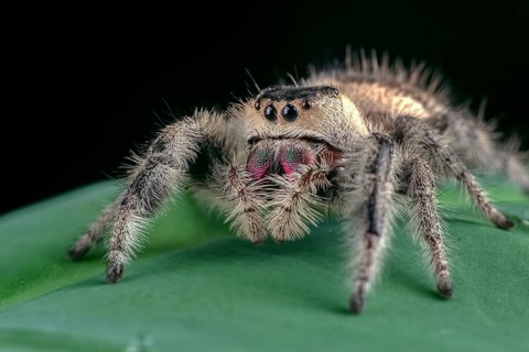 Jumping spider eating a prey