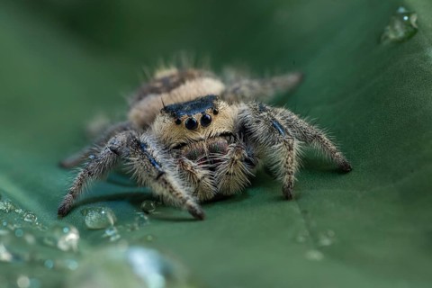 Jumping spider eating a prey