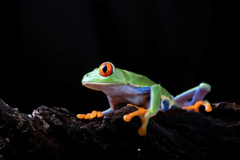 Red eyed tree frog in black background