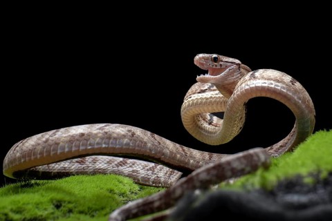 Dog-toothed Cat Snake in attack position