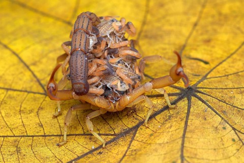 Scorpion brings babies on its back
