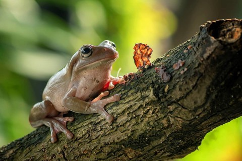 White-lipped tree frog