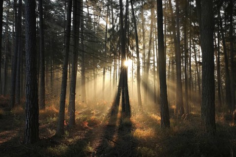 Autumn coniferous forest in foggy weather during sunrise, October, Poland