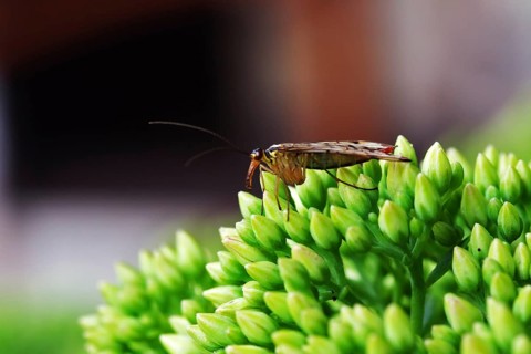 Common scorpionfly