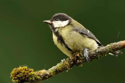Great tit on branch. Perched Great Tit
