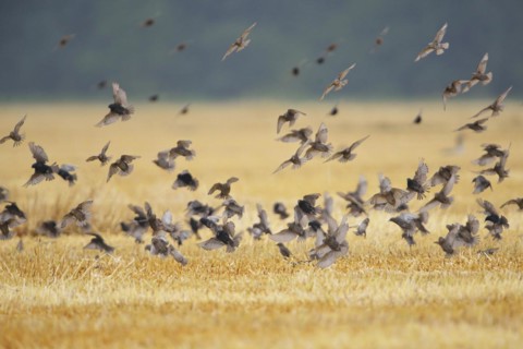 Starlings, flying in flocks, Sturnus vulgaris, European starling, passerine birds