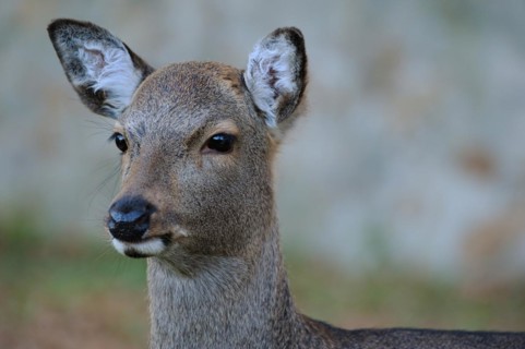Cervus nippon (hortulorum)