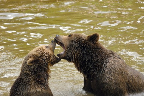 Brown bears frolic in the water.brown bears frolic in the water