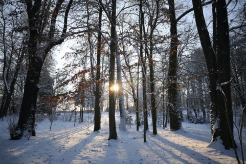 Winter morning in the park, with back-light