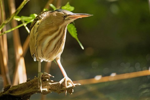 Little Bittern standing on branch with green leaves looking from the right