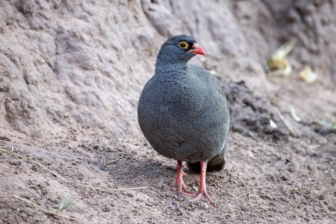 Red-Billed Spurfowl, Pternistis adspersus, at the Waterberg, Frankolin, Namibia