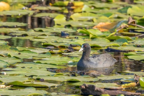 Eurasian Coot, black duck, Common coot (Fulica atra)
