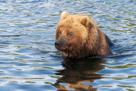 Hungry Kamchatka brown bear stands in river, looking around in search of food, red salmon fish.