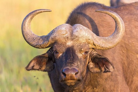 African Buffalo closeup