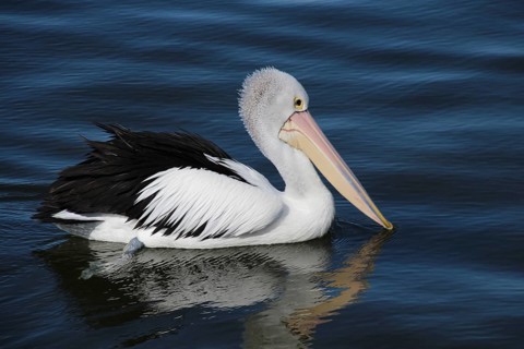 Spectacled Pelican (Pelecanus conspicillatus) on the Lakes Entrance in the state of Victoria,