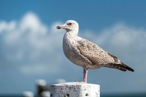 Young seagull Larus marinus on a mooring post in a harbor in the Northern Netherlands
