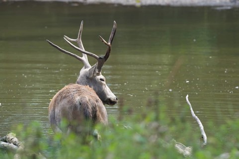Male elaphure deer in water