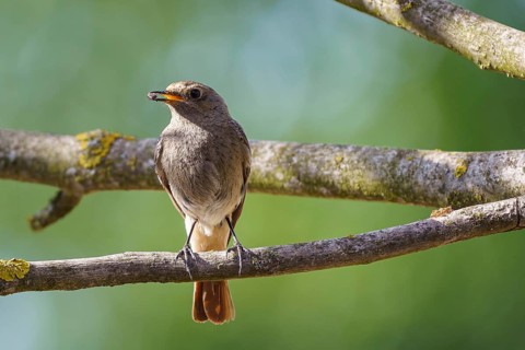 The black redstart (Phoenicurus ochruros) standing on the branch with prey