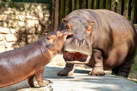 Two hippopotamus mother and son
