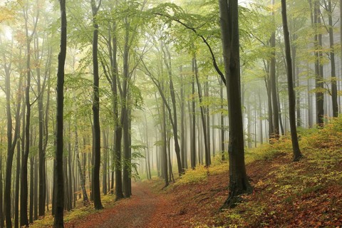 Trail through the beech forest in a foggy weather, Bischofskoppe Mountain, October, Poland