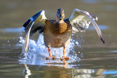 A mallard (Anas platyrhynchos) takes off from the water with outstretched wings, Guxhagen, Hesse,