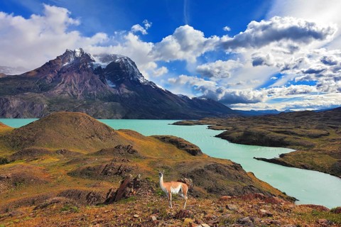 Early autumn in Patagonia. National Park Torres del Paine. On the yellowed grass stands guanaco -