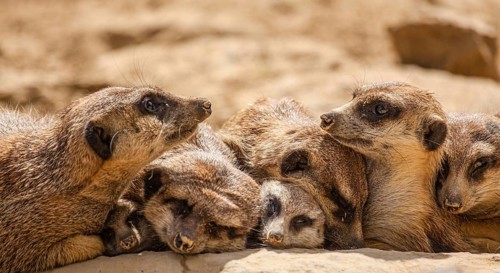 Meerkat (Suricata suricatta), meerkat