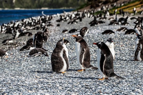 Gentoo penguins (Pygoscelis papua) on Martillon Island, Beagle Channel, Ushuaia, Argentina