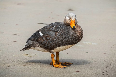 Falkland Steamer Duck (Tachyeres brachydactyla), male animal, drake, Pebble Island, Falkland
