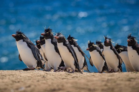 Rockhopper penguins (Eudyptes chrysocome) on the way to their colony, Pebble Island, Falkland