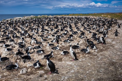 Blue-eyed Cormorant (Phalacrocorax atriceps), also Imperial shag, breeding colony, Pebble Island,