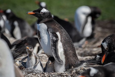 Gentoo penguins (Pygoscelis papua) on a nest with two chicks, Pebble Island, Falkland Islands,