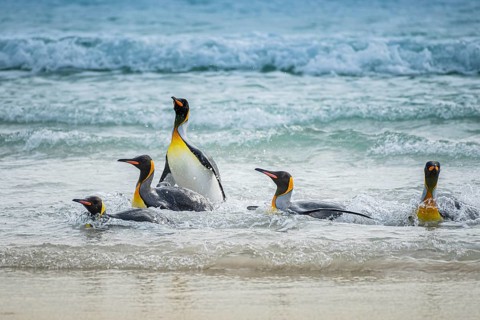 King penguins (Aptenodytes patagonicus) coming out of the sea, Volunteer Point, Falkland Islands,