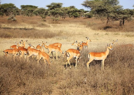 Mpala (Aepyceros) in Serengeti National Park, Tanzania, East Africa