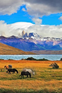 On the horizon, towering cliffs Torres del Paine. Gray and black horse grazing in a meadow near the