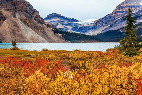 Red, yellow and orange autumn grass on the shores of the Bow Lake. Lake cold glacial water is