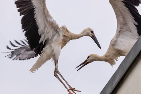 Two young storks in a dynamic movement on a roof, Straubing, Lower Bavaria