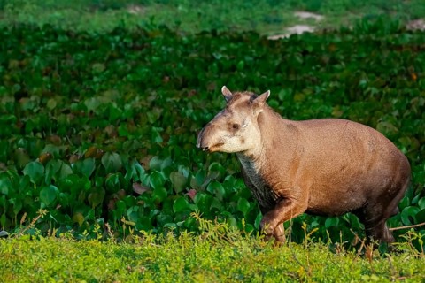 Close-up of a Tapir walking along a lagoon with water plants in afternoon light, Pantanal Wetlands,