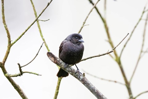 Close-up of a Sooty grassquit perched on a bare branch against bright background, Serra da