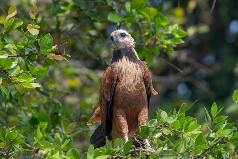 Fish Buzzard (Busarellus nigricollis), Pantanal, inland, wetland, UNESCO Biosphere Reserve, World
