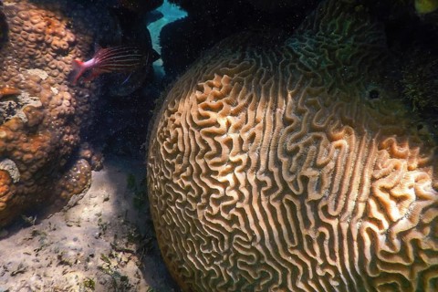 Brain coral in the bottom of the sea, Marine life