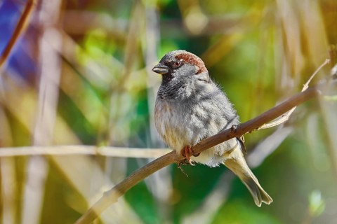 True Sparrow perching on the Branch Varna, Bulgaria