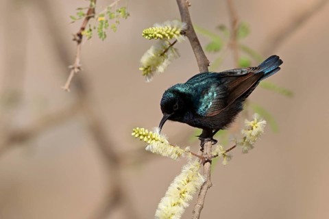 Jericho Sunbird, Cinnyris osea, Oman