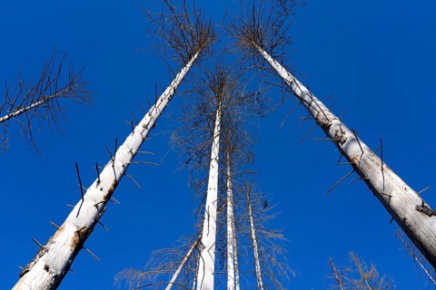 Dead Spruce (Picea abies) trees, Primeval forest Urwald Sababurg, Hofgeismar, Weser Uplands,