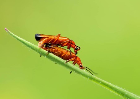 Reddish-yellow soft-bodied beetles mating