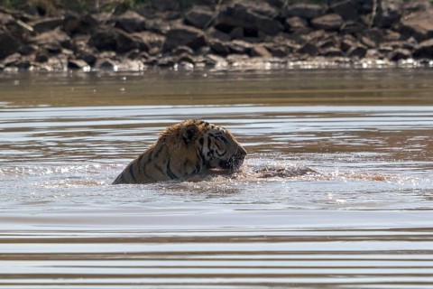 Tiger (Panthera tigris), Bengal tiger or Indian tiger, big cat (Pantherinae), carnivore