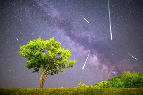 A view of a Meteor Shower and the Milky Way. Green plum tree with plums high in the mountain in the