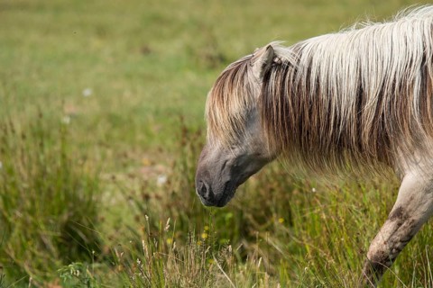 Portrait of a Konik horse